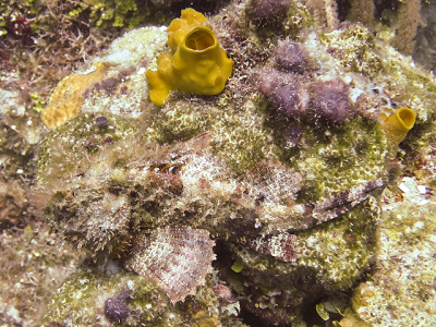 Spotted Scorpionfish<br>October 1, 2015